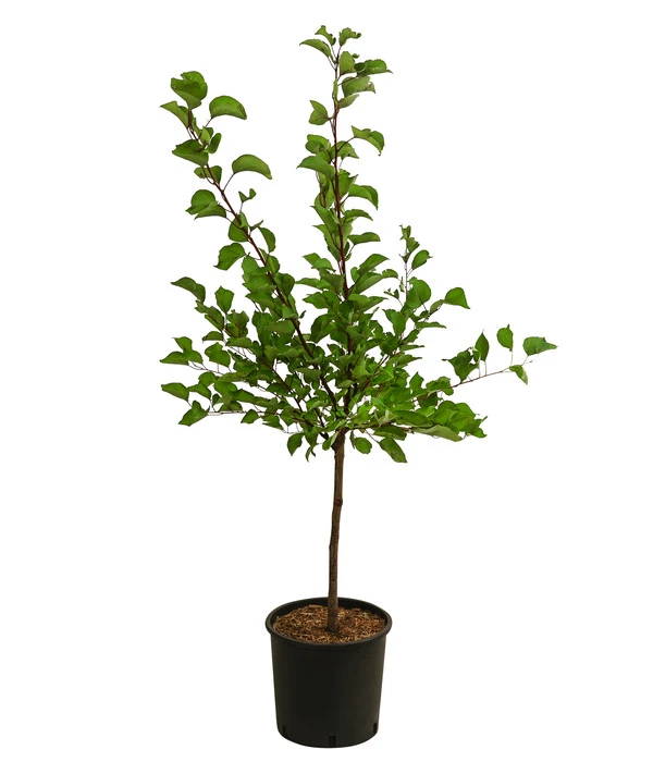 Aprikose, Einjährige Veredelung 4 Aprikose, Einjährige Veredelung – Bild 2