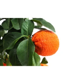 Rangpur-Limette 'Lima Rossa' 11 Rangpur-Limette 'Lima Rossa' -Garten Umfassend Geschäft 7622616 WE DE 001 CitrusLimaRossaSuesseLimette