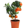 Rangpur-Limette 'Lima Rossa' -Garten Umfassend Geschäft 7622616 WE FS 002 CitrusLimaRossaSuesseLimette