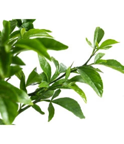 Winterharte Zitrone -Garten Umfassend Geschäft 7623069 WE DE 002 CitrusPoncirusWinterharteZitroneT20