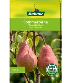 Sommerbirne 'Clapps Liebling' -Garten Umfassend Geschäft 7625494 SommerbirneClappsLiebling Etikett 1