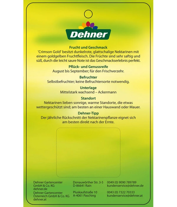 Nektarine 'Crimson Gold' 7 Nektarine 'Crimson Gold' – Bild 5