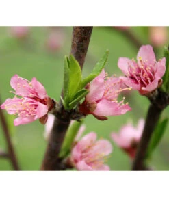 Nektarine 'Crimson Gold' 9 Nektarine 'Crimson Gold' -Garten Umfassend Geschäft 7626005 PR DE 002 PrunusNektarineCrimsonGoldBluetePixabay