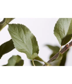 Winterapfel 'Cox Orange' 9 Winterapfel 'Cox Orange' -Garten Umfassend Geschäft 7626518 PR DE 001 ApfelCoxOrangeMalusBusch95LiterDehnerExpressZS