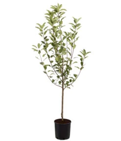 Winterapfel 'Cox Orange' 8 Winterapfel 'Cox Orange' -Garten Umfassend Geschäft 7626518 PR FS 001 ApfelCoxOrangeMalusBusch95LiterDehnerExpressZS