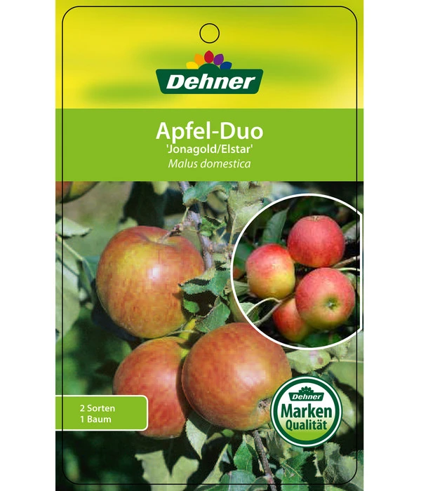 Apfel-Duo 'Jonagold'/'Elstar' 6 Apfel-Duo 'Jonagold'/'Elstar' – Bild 4