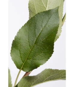 Apfel-Duo 'Jonagold'/'Elstar' 9 Apfel-Duo 'Jonagold'/'Elstar' -Garten Umfassend Geschäft 7639248 PR DE 001 ApfelElstarJonagoldDuoMalus95LiterDehnerExpressZS