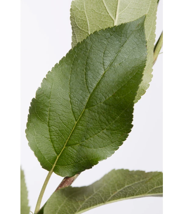 Apfel-Duo 'Jonagold'/'Elstar' 5 Apfel-Duo 'Jonagold'/'Elstar' – Bild 3