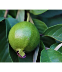 Guave -Garten Umfassend Geschäft 7641335 WE DE 001 PsidiumGuave