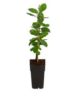 Guave -Garten Umfassend Geschäft 7641335 WE FS 003 GuaveExoten