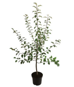 Winterapfel 'Florina' -Garten Umfassend Geschäft 7644636 WE FS 001 ApfelbaumMalusApfelFlorina