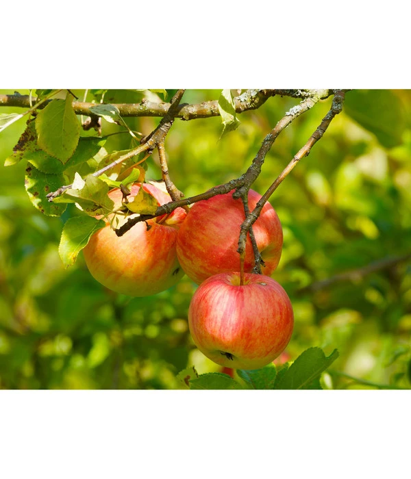 Herbstapfel 'Gravensteiner' 4 Herbstapfel 'Gravensteiner' – Bild 2