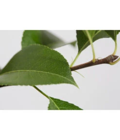 Sommerbirne 'Gute Luise' -Garten Umfassend Geschäft 7658578 PR DE 001 BirneGuteLuisePyrusBusch95LiterDehnerExpressZS