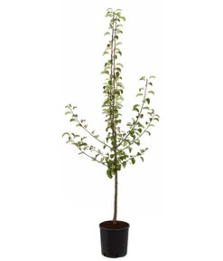 Sommerbirne 'Gute Luise' -Garten Umfassend Geschäft 7658578 PR FS 001 BirneGuteLuisePyrusBusch95LiterDehnerExpressZS