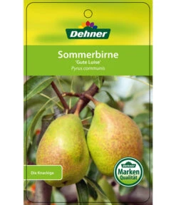 Sommerbirne 'Gute Luise' -Garten Umfassend Geschäft 7658578 SommerbirneGuteLuise Etikett 1
