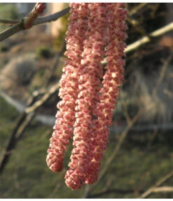 Dehner Haselnuss 'Rote Zellernuss' -Garten Umfassend Geschäft 7663073 PR 001 CoryllusHaselnussPixabay