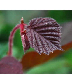 Dehner Haselnuss 'Rote Zellernuss' -Garten Umfassend Geschäft 7663073 PR DE 002 CoryllusHaselnussPixabay