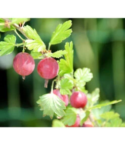 Stachelbeere 'Hinnonmäki', Stämmchen -Garten Umfassend Geschäft 7668494 PR DE 001 StachelbeereHinnomaekiPixabay