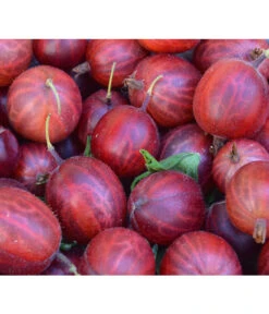 Stachelbeere 'Hinnonmäki', Stämmchen