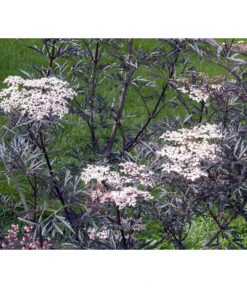 Holunder 'Black Lace' 9 Holunder 'Black Lace' -Garten Umfassend Geschäft 7670896 WE MO 004 HolunderBlackLace