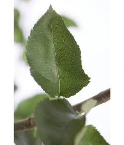 Winterapfel 'Jonagold' -Garten Umfassend Geschäft 7691645 PR DE 001 ApfelJonagoldMalusBusch95LiterDehnerExpressZS