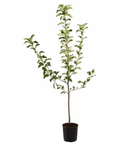 Winterapfel 'Jonagold' -Garten Umfassend Geschäft 7691645 PR FS 001 ApfelJonagoldMalusBusch95LiterDehnerExpressZS