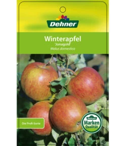 Winterapfel 'Jonagold' -Garten Umfassend Geschäft 7691645 WinterapfelJonagold Etikett 1