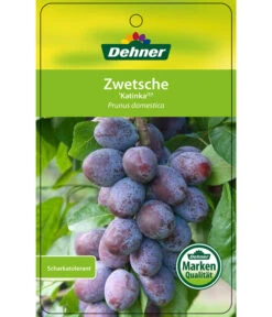 Zwetschge 'Katinka' -Garten Umfassend Geschäft 7693252 ZwetscheKatinka Etikett 1