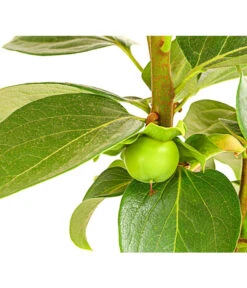 Dehner Kaki 'Rojo Brillante' - Kaki-Pflaume 'Rojo Brillante' 12 Dehner Kaki 'Rojo Brillante' - Kaki-Pflaume 'Rojo Brillante' -Garten Umfassend Geschäft 7693377 PR DE 001 KakiRojoBrillanteBUDehnerExpressHerzig