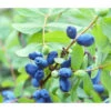 Sibirische Blaubeere 'MyBerry® Sweet'