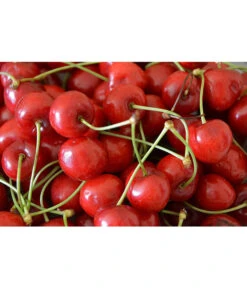 Sauerkirsche 'Morellenfeuer' -Garten Umfassend Geschäft 7714728 WE MO 001 SauerkirscheMorellenfeuerPixabay