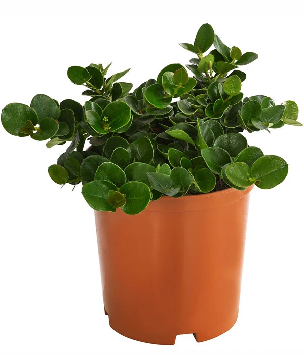 Natalpflaume 4 Natalpflaume – Bild 2