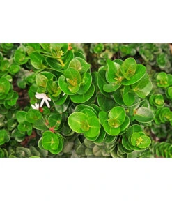 Natalpflaume 9 Natalpflaume -Garten Umfassend Geschäft 7719107 PR MO 002 NatalpflaumeCarissaGrandiflora123rf