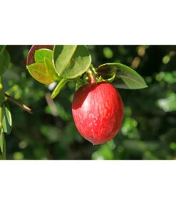 Natalpflaume 8 Natalpflaume -Garten Umfassend Geschäft 7719107 PR MO 011 NatalpflaumeCarissaGrandiflora123rf