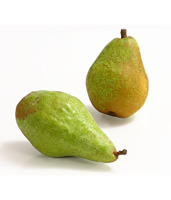 Winterbirne 'Novembra' 4 Winterbirne 'Novembra' – Bild 2