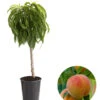 Zwergpfirsich 'Bonanza' 2 Zwergpfirsich 'Bonanza' -Garten Umfassend Geschäft 7723992 WE FS 001 ZwergpfirsichBonanza