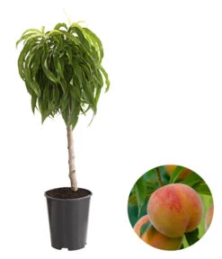 Zwergpfirsich 'Bonanza'