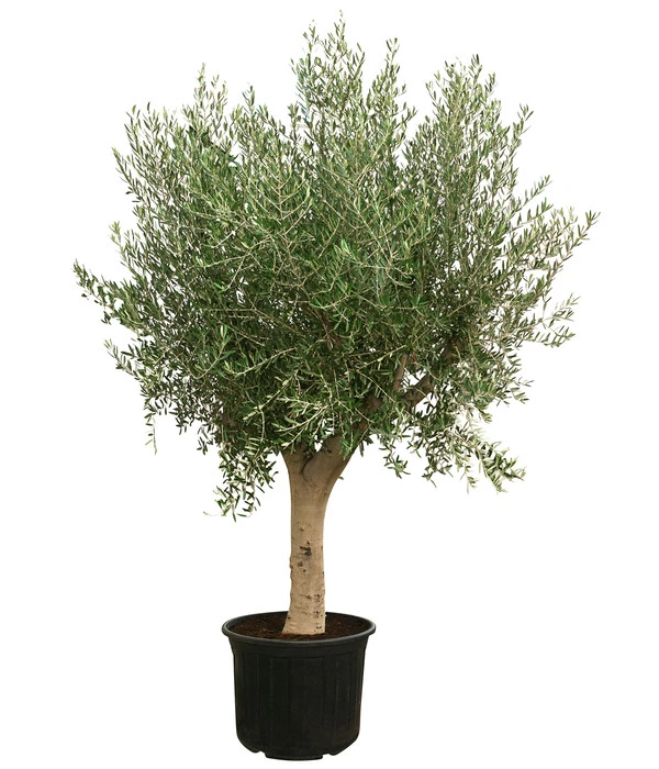 XXL Olivenbaum, Ca. 200-250 Cm 3 XXL Olivenbaum, Ca. 200-250 Cm