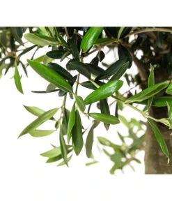 XXL Olivenbaum, Ca. 160-170 Cm 7 XXL Olivenbaum, Ca. 160-170 Cm -Garten Umfassend Geschäft 7724800 WE DE 001 OleaSolitaerOliveT35