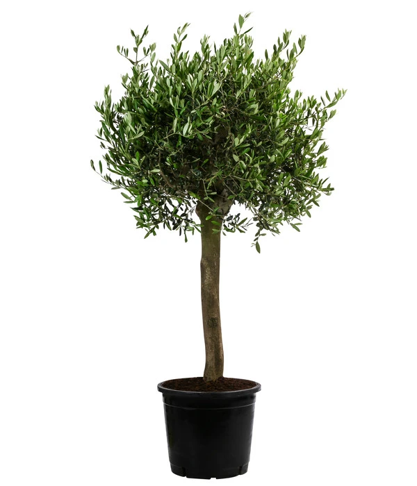 XXL Olivenbaum, Ca. 160-170 Cm 3 XXL Olivenbaum, Ca. 160-170 Cm