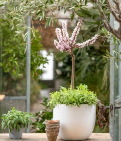 Zwergpfirsich 'Amber Pix Zee' -Garten Umfassend Geschäft 7728744 WE MO 001 ZwergPfirsich