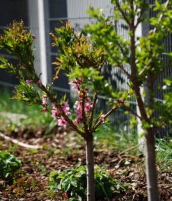 Zwergpfirsich 'Amber Pix Zee' -Garten Umfassend Geschäft 7728744 WE MO 003 ZwergpfirsichBauer