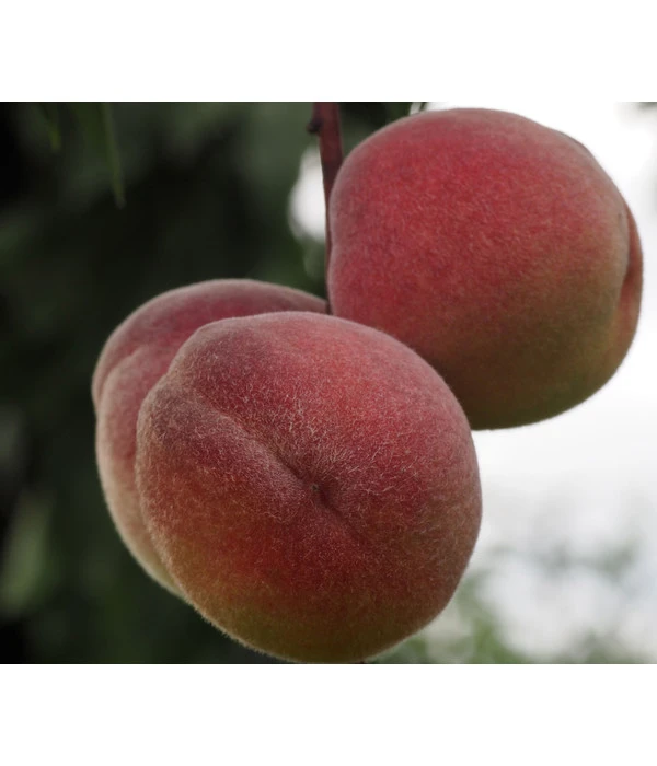 Pfirsich 'Rubira', Rotblättrig 3 Pfirsich 'Rubira', Rotblättrig