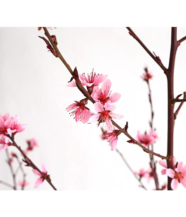 Pfirsich 'Rubira', Rotblättrig 5 Pfirsich 'Rubira', Rotblättrig – Bild 3