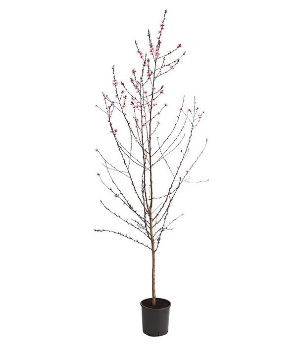 Pfirsich 'Rubira', Rotblättrig 4 Pfirsich 'Rubira', Rotblättrig – Bild 2