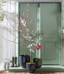 Pfirsich 'Rubira', Rotblättrig 9 Pfirsich 'Rubira', Rotblättrig -Garten Umfassend Geschäft 7728819 WE MO 001 PfirsichPrunusPersica Content Fruehlingsstory 2023