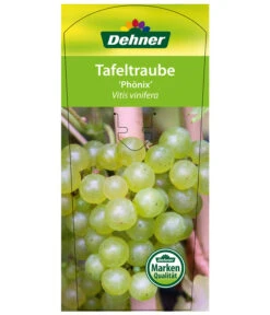 Tafeltraube 'Phönix' -Garten Umfassend Geschäft 7729072 TafeltraubePhoenix Etikett1