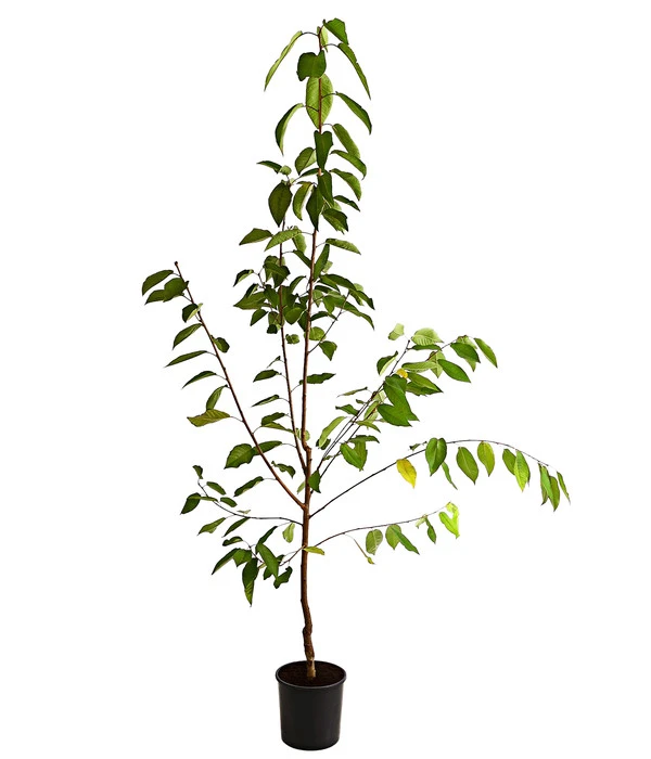 Süßkirsche 'Regina' 4 Süßkirsche 'Regina' – Bild 2