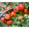Sommerapfel 'Roter James Grieve' -Garten Umfassend Geschäft 7745730 7745771 WE DE 001 ApfelbaumMalusJamesGrieveApfel