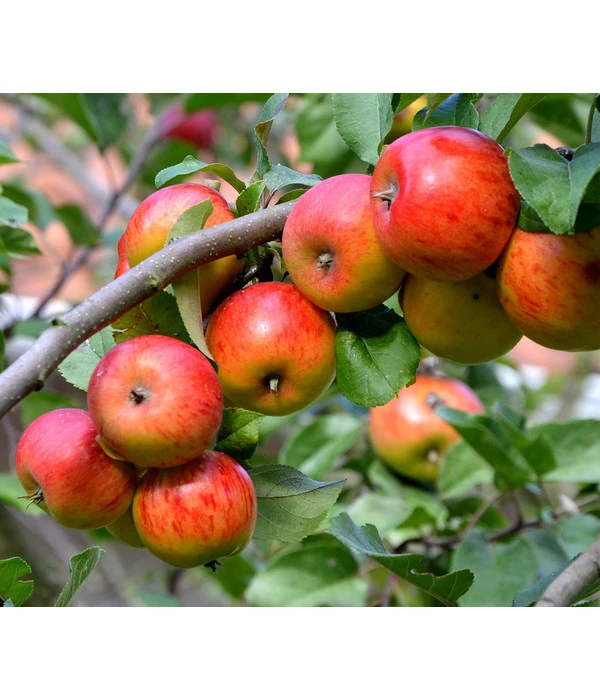 Sommerapfel 'Roter James Grieve' 3 Sommerapfel 'Roter James Grieve'